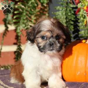 Queenie, Shih Tzu Puppy